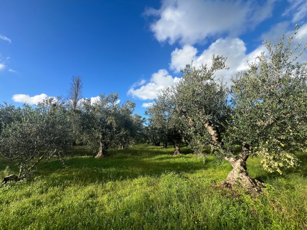 News on 2026 Olive Oil Harvest